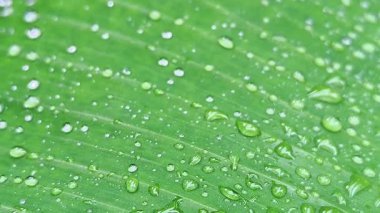 Yakın plan Süper Yavaş Taze Yeşil Yaprak Temiz Su Damlaları Doğa Sağlıklı Güzellik ve Kaplıca İçin Düşüyor ve Damlıyor