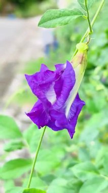 Canlı mor kelebek bezelye çiçeği yeşil arka planda klitoria Ternatea popüler Tayland otları ve doğal besin renklendirici maddeler sağlık faydaları ile.