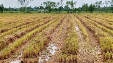 Kırsal Asya 'da Tarımsal Tarım Tarlalarındaki Su birikintileri ve Sapıklarla Pirinç Tarlası Tarlası Tarlası Tarlasından Sonra Hasat