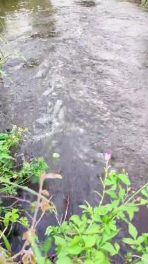 Tropikal Orman Doğa Yeşillik ve Rahatlatıcı Ses Arkaplanındaki Nehir Akışı.