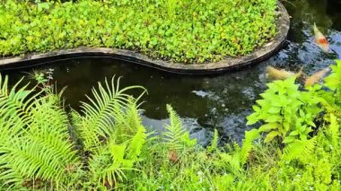 Berrak Bahçe Havuzunda Yüzen Canlı Koi Balığı Yeşil Su Bitkileri ve Güzel Yansımalarla.