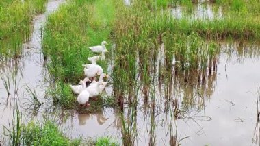 Beyaz Yerli Ördekler Yemyeşil Pirinç Tarlası, Huzurlu Asya Tarım ve Kırsal Doğa Sahnesi 'yle Durup Besleniyor