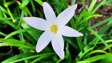 Yeşillik bir bahçede çiçek açan, doğanın güzelliğini ve dinginliğini yakalayan narin pembe ve beyaz yağmur zambağı çiçeğinin büyüleyici yakın çekimi..