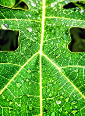 Yakın plan Yeşil Papaya Yaprağı Taze Yağmur Damlaları ve Doğal Doku ve Soyut Arkaplanı Gösteren Ayrıntılı Damarlar Organik Sağlık veya Tropikal Doğa Kavramları İçin Mükemmel