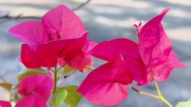 Parlak Pembe Magenta Bougainvillea Çiçekleri Güneşli Tropikal Bahçede Yakın plan, Yaz ve Seyahat Konsepti Doğa Arkaplanı