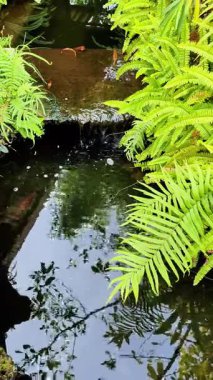 Serene Tropikal Şelale Bahçesi Göleti, yemyeşil yapraklı, Yosun tutmuş kayalıklardan akan su Rahatlama ve Sükunet İçin Açık Hava Ortamı