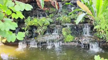 Serene Tropikal Şelale Bahçesi Göleti, yemyeşil yapraklı, Yosun tutmuş kayalıklardan akan su Rahatlama ve Sükunet İçin Açık Hava Ortamı