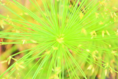 Radyal yıldız patlaması desenli canlı, soyut yeşil bitki, taze doğayı, organik büyümeyi, dinamik enerjiyi ve çevresel kavramları sembolize eder..