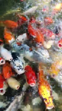 Renkli Koi Balığı Bir Göl veya Su Bahçesinde Birlikte Yüzüyor, Grupça Süslü Sazan Toplanmasının Yakın Görüntüsü, Geleneksel Asya Şans ve Refah Sembolü