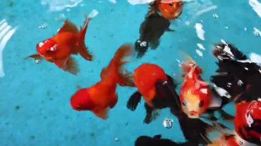 Canlı Oranda ve Ryukin Japon Balığı Berrak Mavi Suda Yüzüyor, Dinginlik ve Refah İçin Su Hayvanları Koleksiyonu