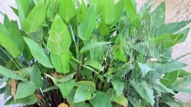 Güzel Doğa Yeşili Yapraklar Su Sıçratır Yağmur Damlacıkları Bitki Bitkisi Açık Nehir Pond Gölü Tropikal Sulama Bahçesi Çevre Soyut Taze Islak Mevsim Manzarası