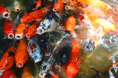 Koi balık havuzu, canlı portakal ve beyaz Japon sazan balığı berrak suda birlikte yüzüyor, iyi şansı ve bolluğu simgeliyor.