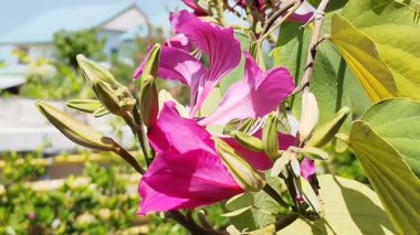 Güzel Pembe Bauhinia Blakeana çiçeğini kapat ya da Hong Kong Orkide Ağacı 'nın yeşil yaprakları ve mavi gökyüzü arkaplanı ile çiçek açmasını..