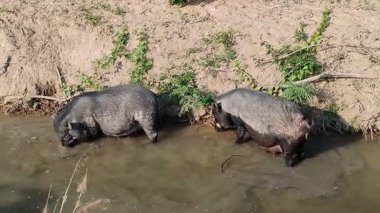 Gün batımında doğal bir kanal nehrinde yiyecek ve banyo arayan iki yaban domuzu çamurlu suda yüzen siyah domuzlar, kırsal alanda vahşi yaşam, kırsal alanda çiftlik hayvanları..