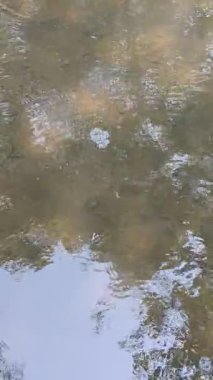 Kristal berrak nehir suyunda yüzen küçük balıklar. Dalgalar ve ağaç yansımaları doğanın yüzeyinde.