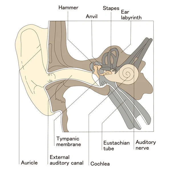 Le diagramme de l'oreille interne. Illustration vectorielle — Image vectorielle