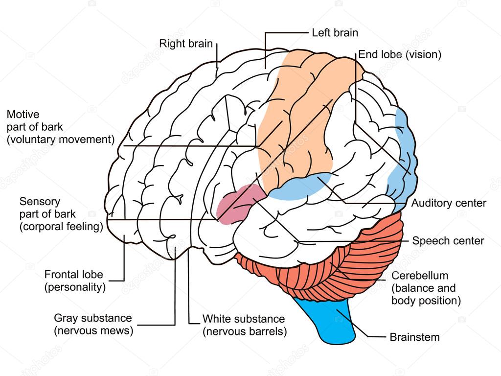 The brain Scheme. Vector illustration