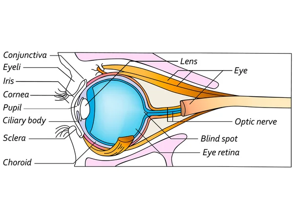 Anatomía del ojo, ilustración detallada — Vector de stock