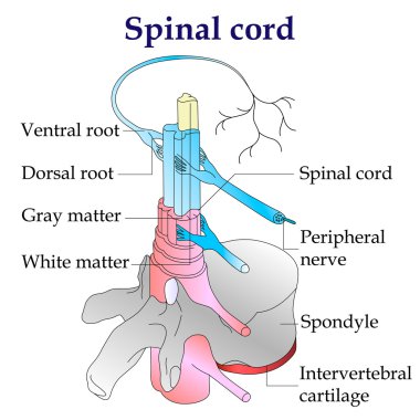 spinal kord diyagramı. Merkezi sinir sistemi