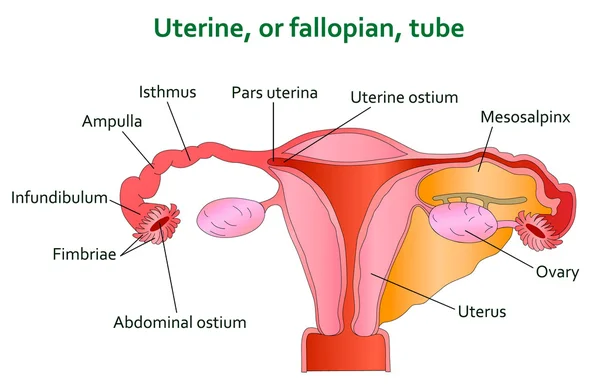 Diagrama do tubo uterino e do tubo folópio — Vetor de Stock
