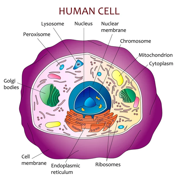 Schemat ludzkich komórek — Wektor stockowy