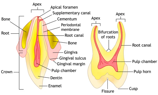 Anatomía dental, vector — Vector de stock