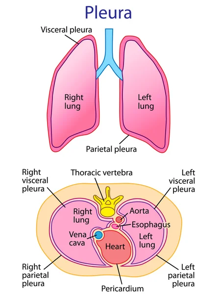 Pulmón humano anatomía vector — Archivo Imágenes Vectoriales
