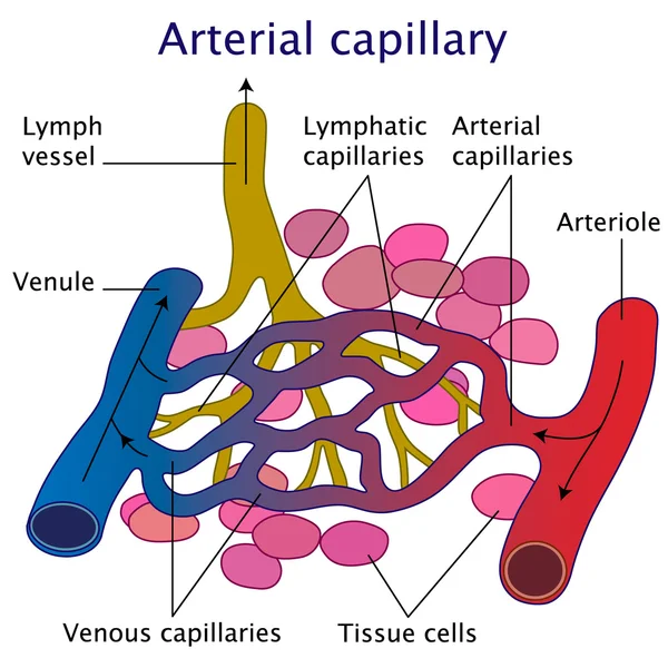 Arteriell kapillär vektor illustration — Stock vektor