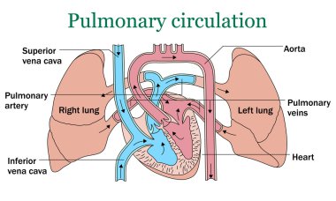 Pulmonary circulation vector clipart