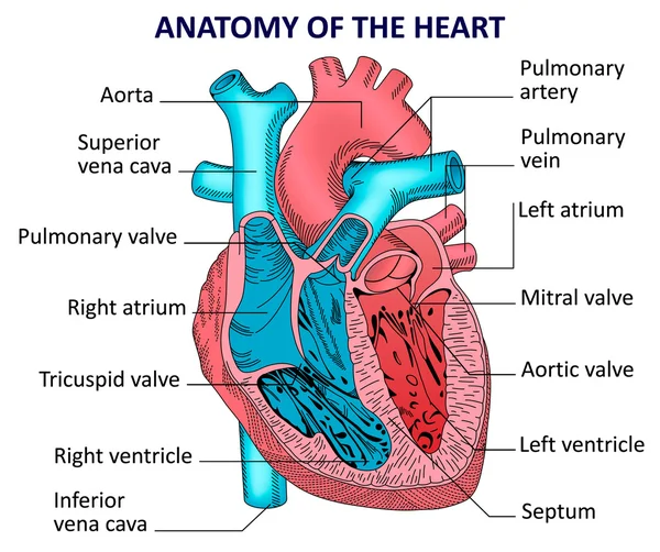 Anatomia inimii umane — Vector de stoc