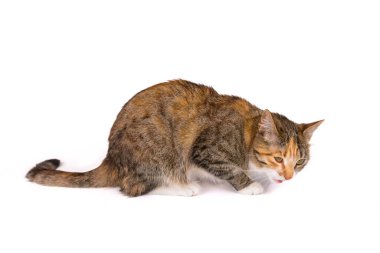 beyaz zemin üzerinde genç kedi