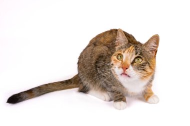 beyaz zemin üzerinde genç kedi