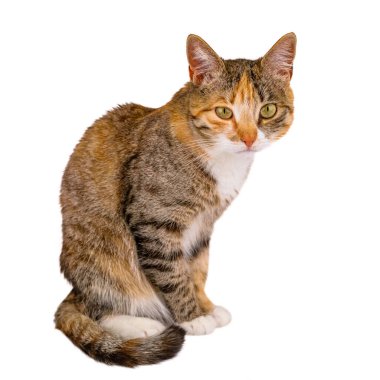 beyaz zemin üzerinde genç kedi