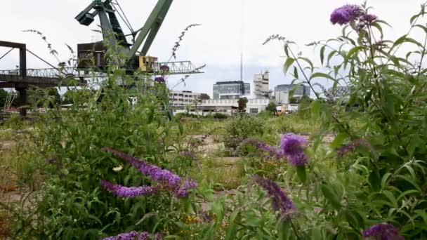 Crane on waste land port to lift heavy loads. Tracking shot left to right. Shrubbery with flowers in the front. Medium shot. — Stock Video