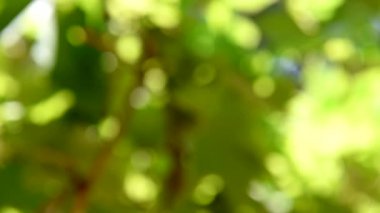 Yaz aylarında asma. Yeşil üzüm ve yaprak üzerinde bulanıklık. Yakın çekim. Üzüm üzüm.