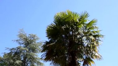 Hurma ve köknar güneşin. Arka aydınlatma. Uzak ihtimal.