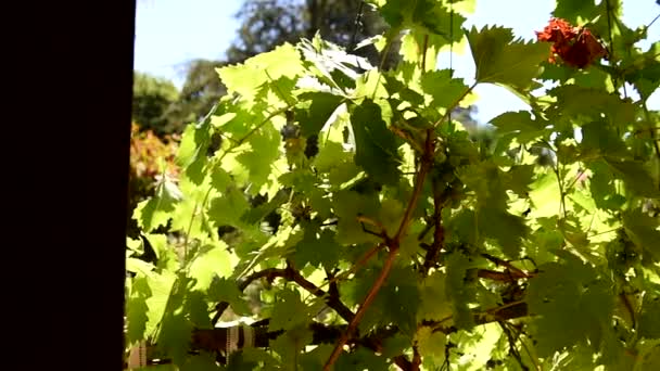 Grapevine in de zomer. Schuif van links naar rechts. Middellange schot. Druif wijngaard. — Stockvideo