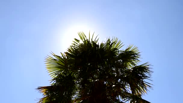 Palmera datilera al sol. Deslice de izquierda a derecha. Retroiluminación. Tiro medio . — Vídeos de Stock