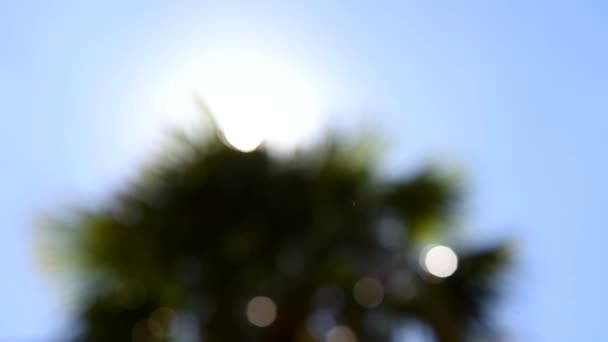 Date palm in the sun. Defocus. Sun shines through leaves. Backlighting. Medium shot. — Stock Video