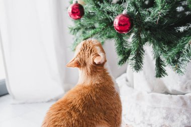 Kış tatilinde evde Noel ağacının altında oturmuş kırmızı top süslemesi kokusu alıyorum.