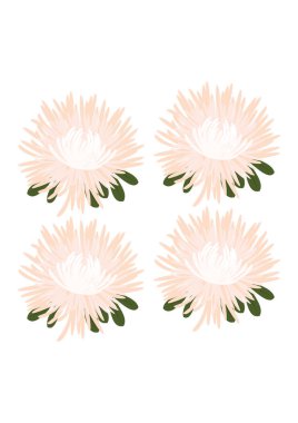 Beyaz arkaplanda izole edilmiş güzel çiçek seti, vektör illüstrasyonu