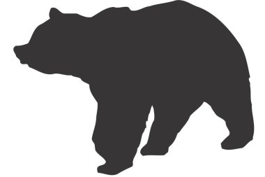 Ayı vektör çizimi