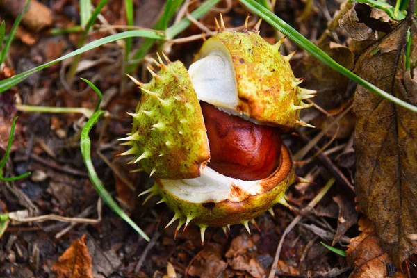 Macro cracket chestnut with thorns on the ground in the autumn woods dirt road — Stock Photo, Image