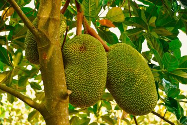 Artocarpus altilis meyveli ekmek ağacı.