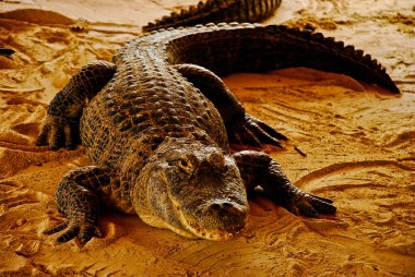 Yetişkin Amerikan timsahı Florida Park 'taki Everglades çiftliğinde.