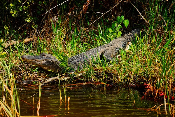 Jacaré Americano Área Selvagem Parque Everglades Flórida — Fotografia de Stock