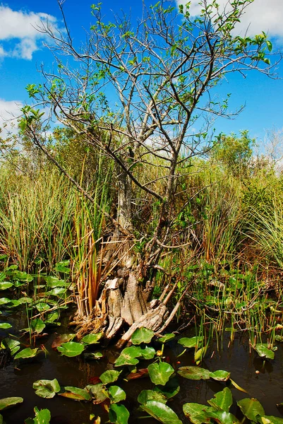 Parque Nacional Los Everglades Con Pantanos — Foto de Stock