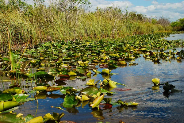 Vzducholoď Národním Parku Everglades Jižní Floridě — Stock fotografie