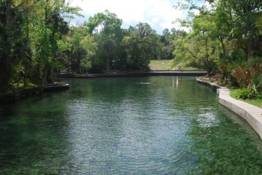 Florida 'daki Wekiwa Parkı' nda yüzme havuzu.