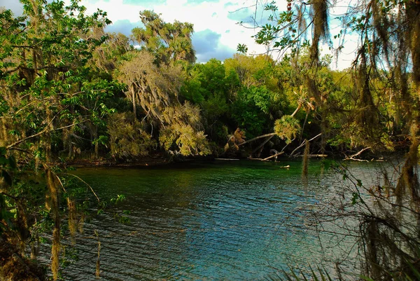 Ichetucknee Molas Parque Estadual Perto Rio Orlando Florida — Fotografia de Stock